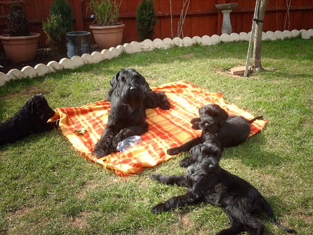 MY LOVELY RUGER AND HIS CHILDREN BULLET, RIFLE AND MARGEY - 2010\\n\\n20/01/2014 23:52