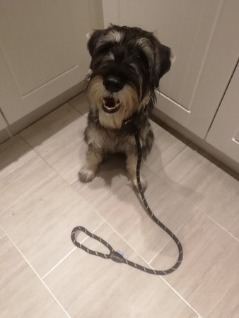 Achilles sent in his pic, all ready for training in his new lead!\\n\\n16/01/2019 14:35