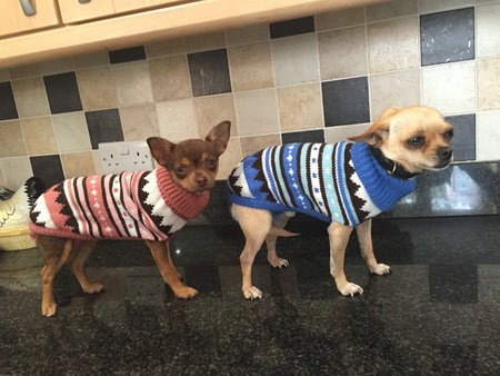 These two little darlings sent in their photos ready to keep warm this winter. 2015\\n\\n24/09/2015 14:24