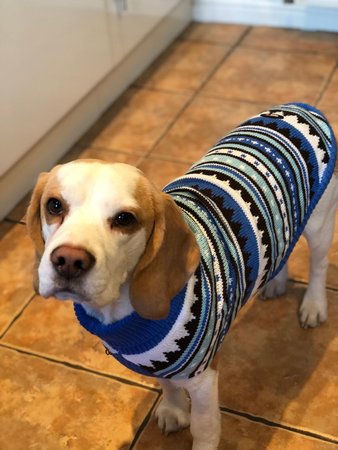 Ernie had a new jumper for his 2nd Birthday!\\n\\n08/02/2018 15:11