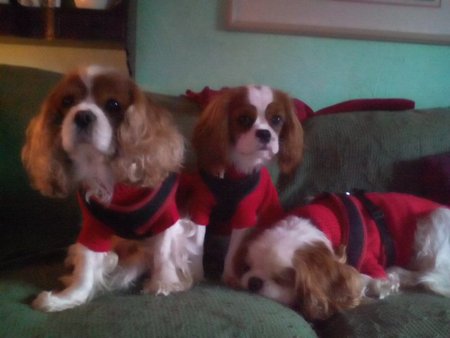 Merry Christmas from Mr Darcy, Mr Beau jangles and T.J!!!\\n\\n04/01/2017 22:52